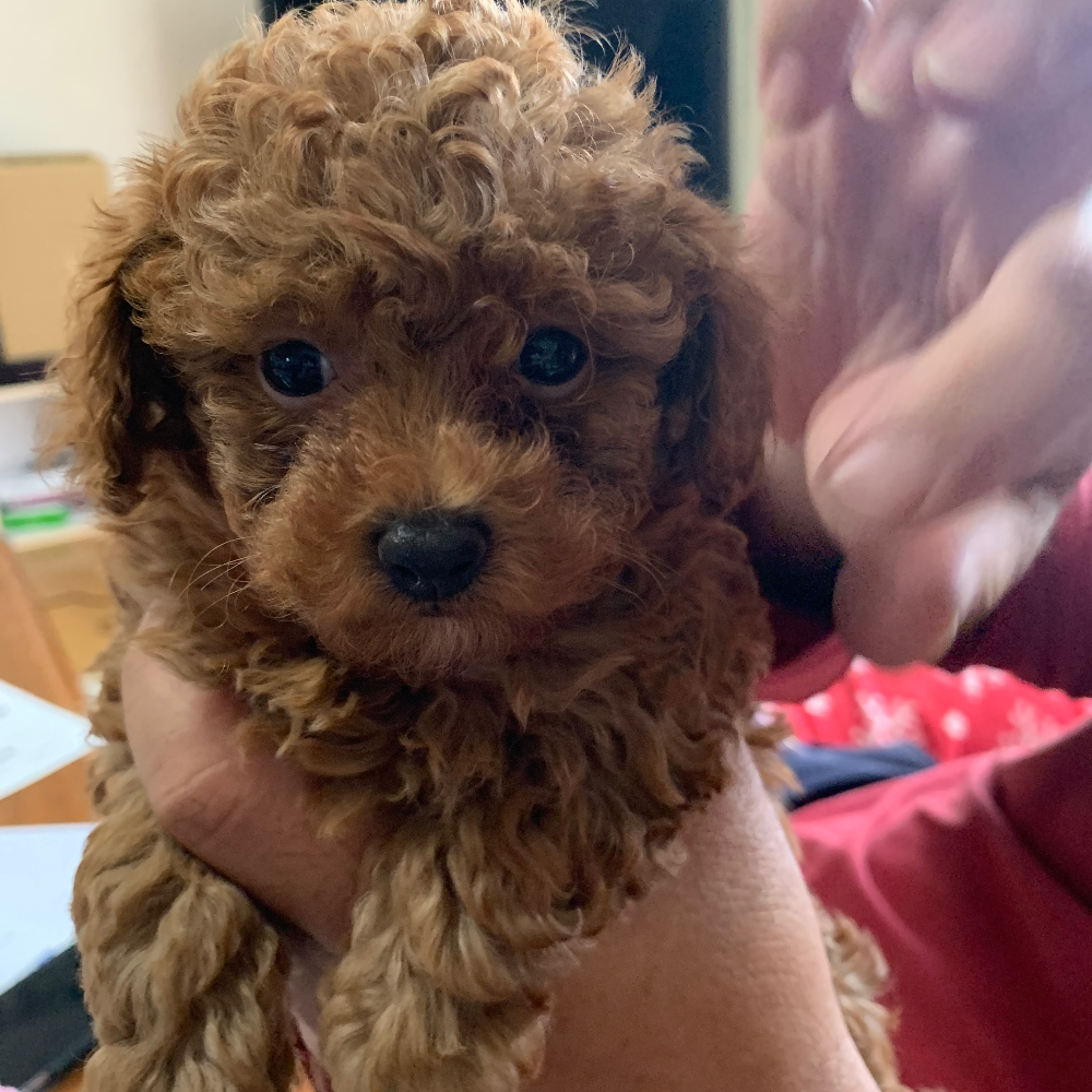 トイ・プードル