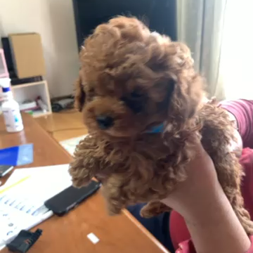 トイ・プードル