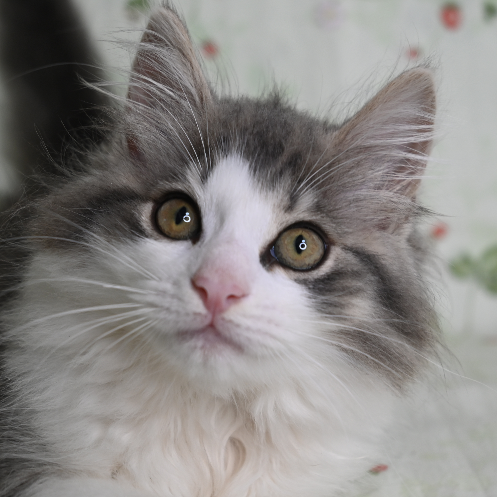 ノルウェジアン・フォレスト・キャット