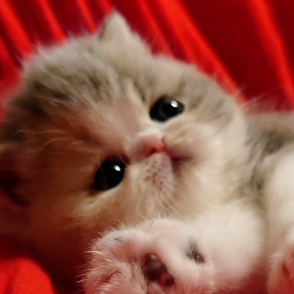 エキゾチック・ショートヘア