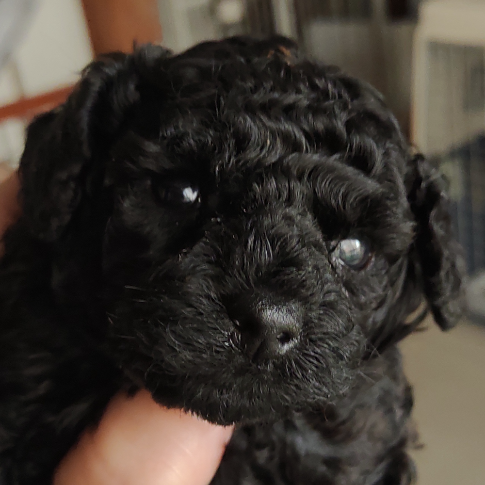 トイ・プードル