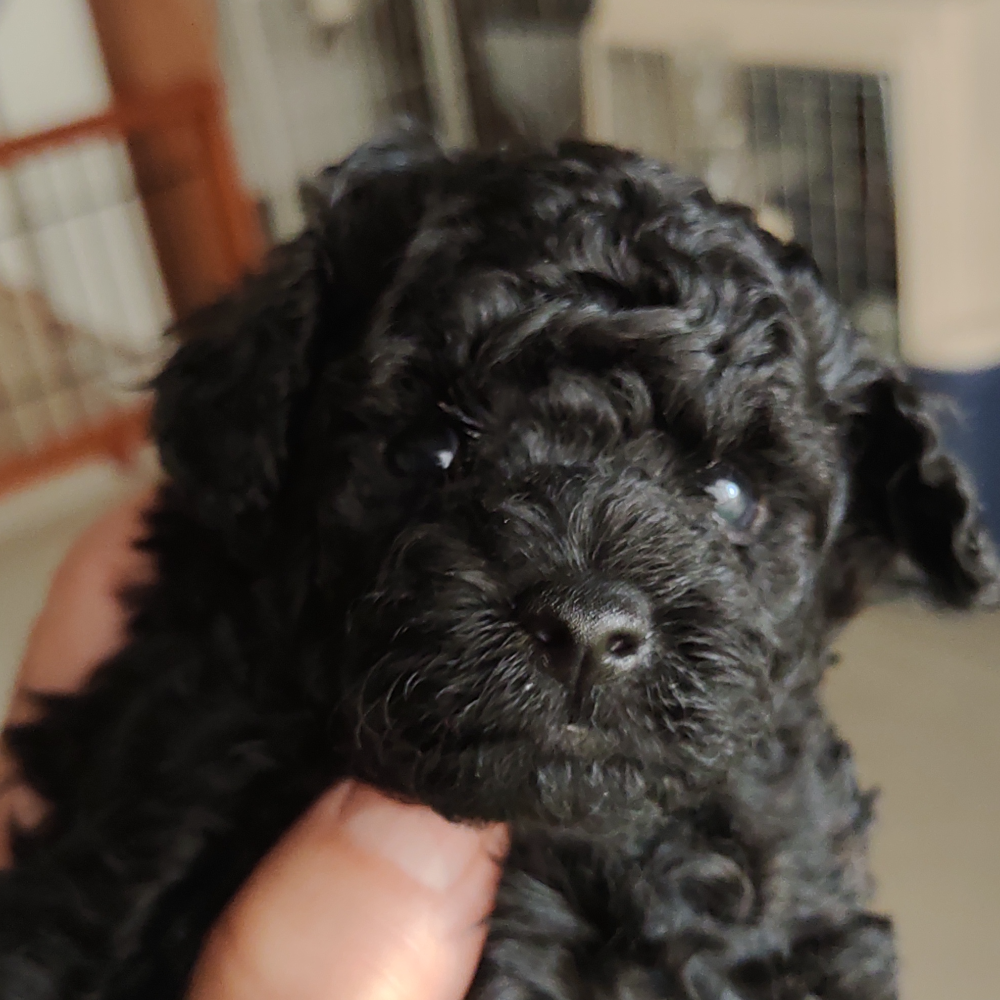 トイ・プードル