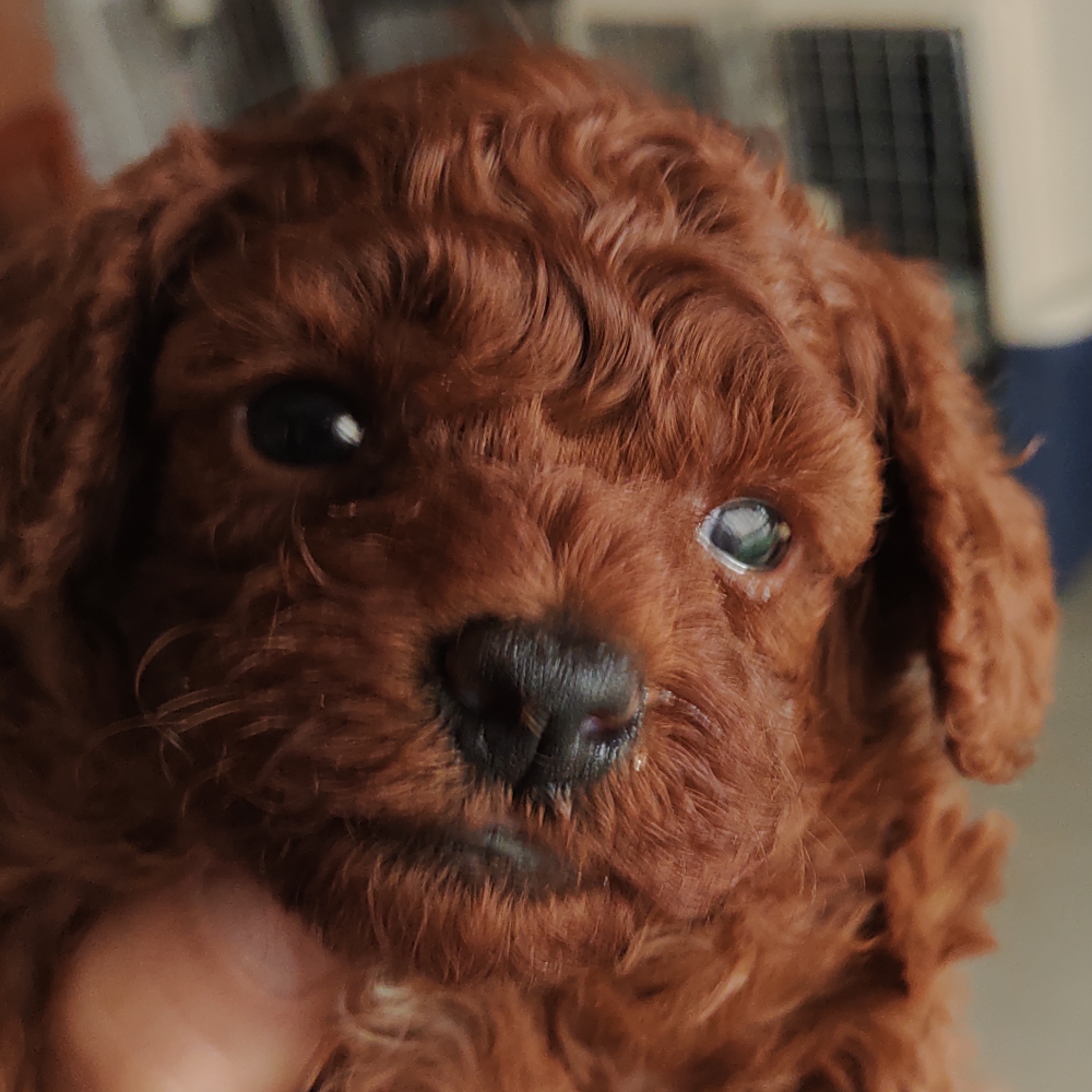 トイ・プードル