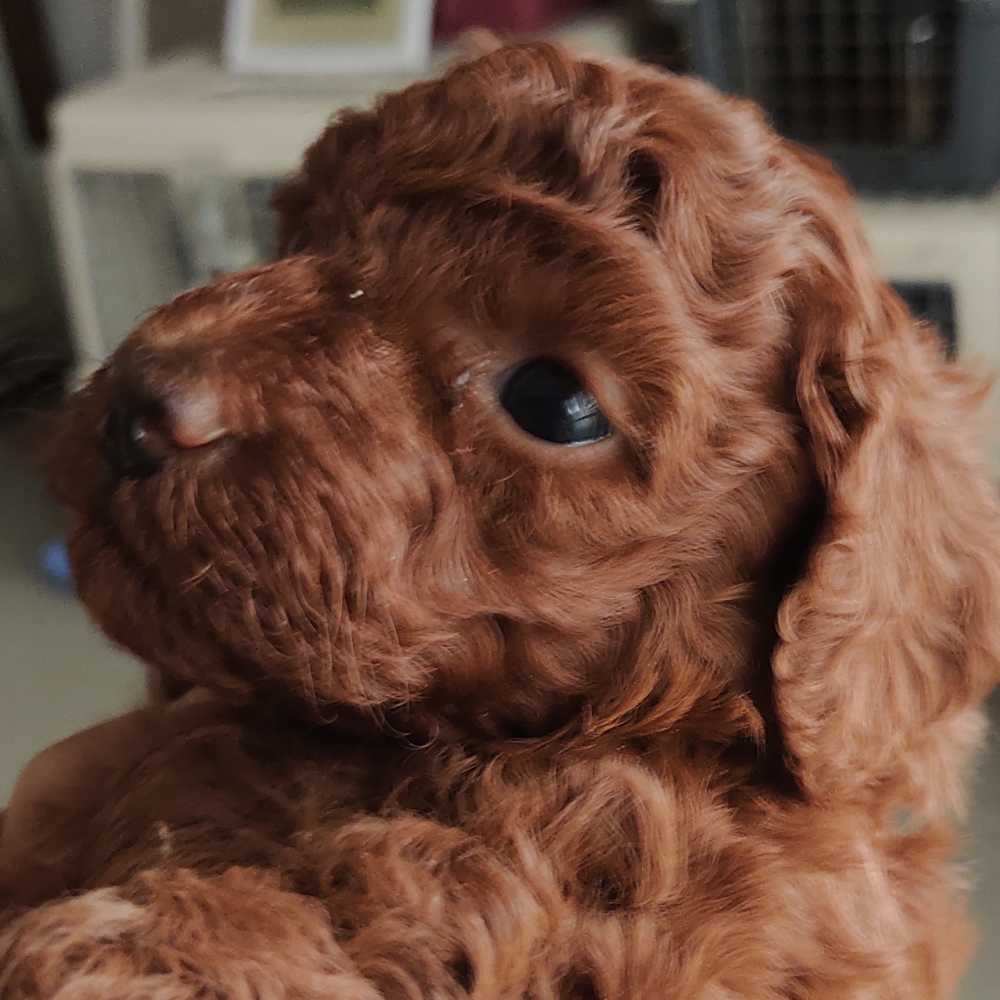 トイ・プードル