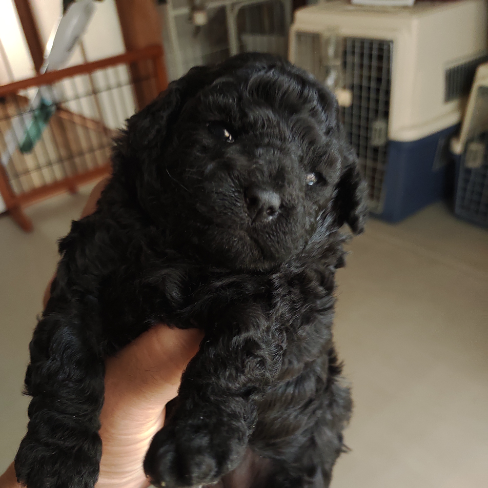 トイ・プードル