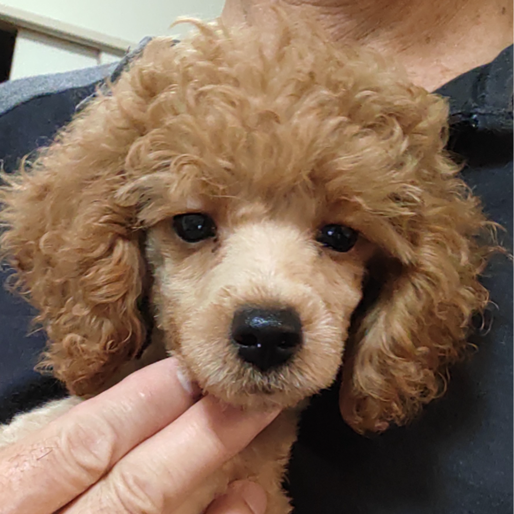 トイ・プードル