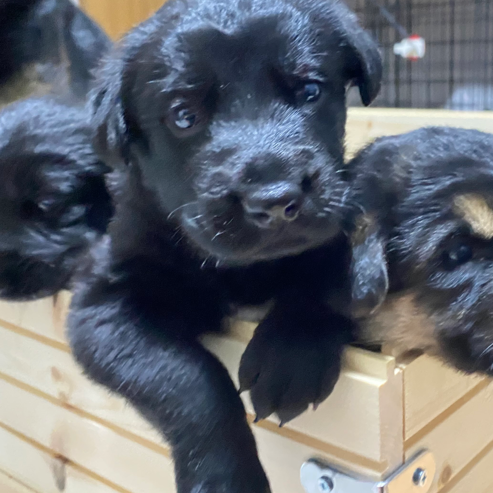 雑種（犬）(大型)