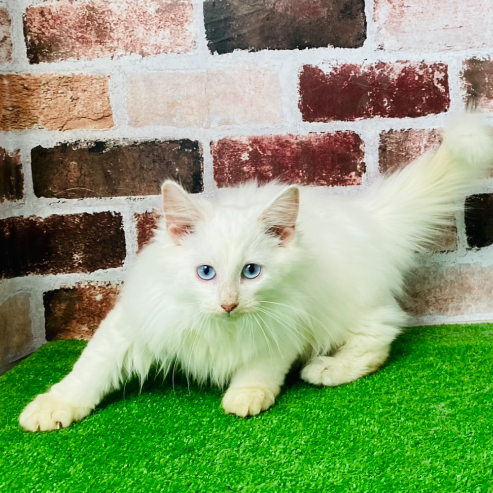 ノルウェジアン・フォレスト・キャット