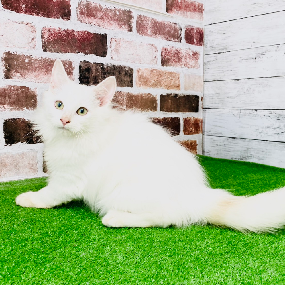 ノルウェジアン・フォレスト・キャット