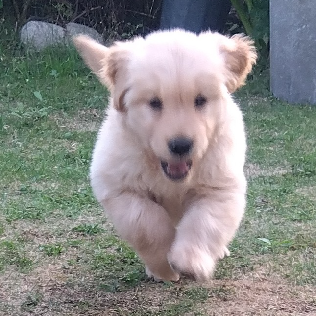 ゴールデン・レトリーバー