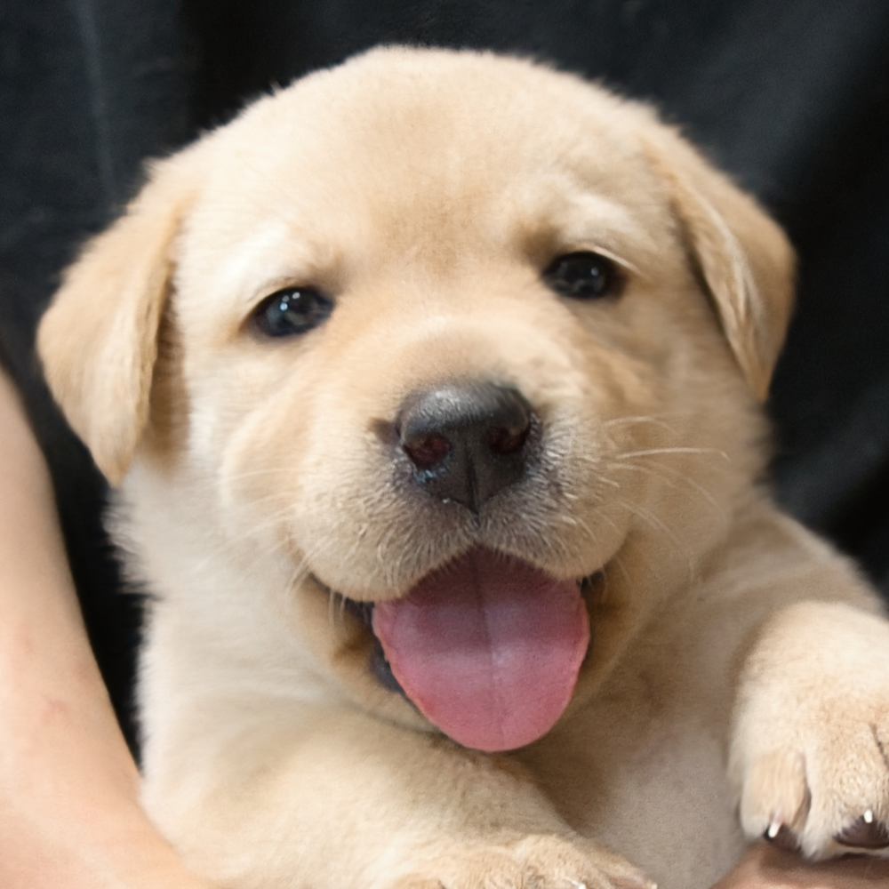 ラブラドール・レトリーバー