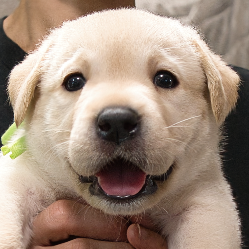 ラブラドール・レトリーバー