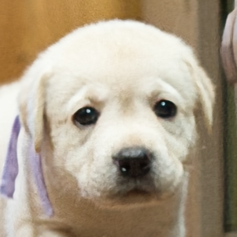 ラブラドール・レトリーバー