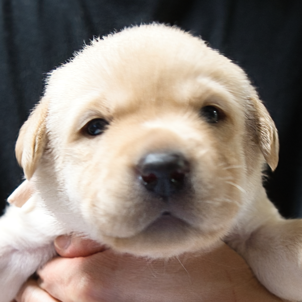 ラブラドール・レトリーバー