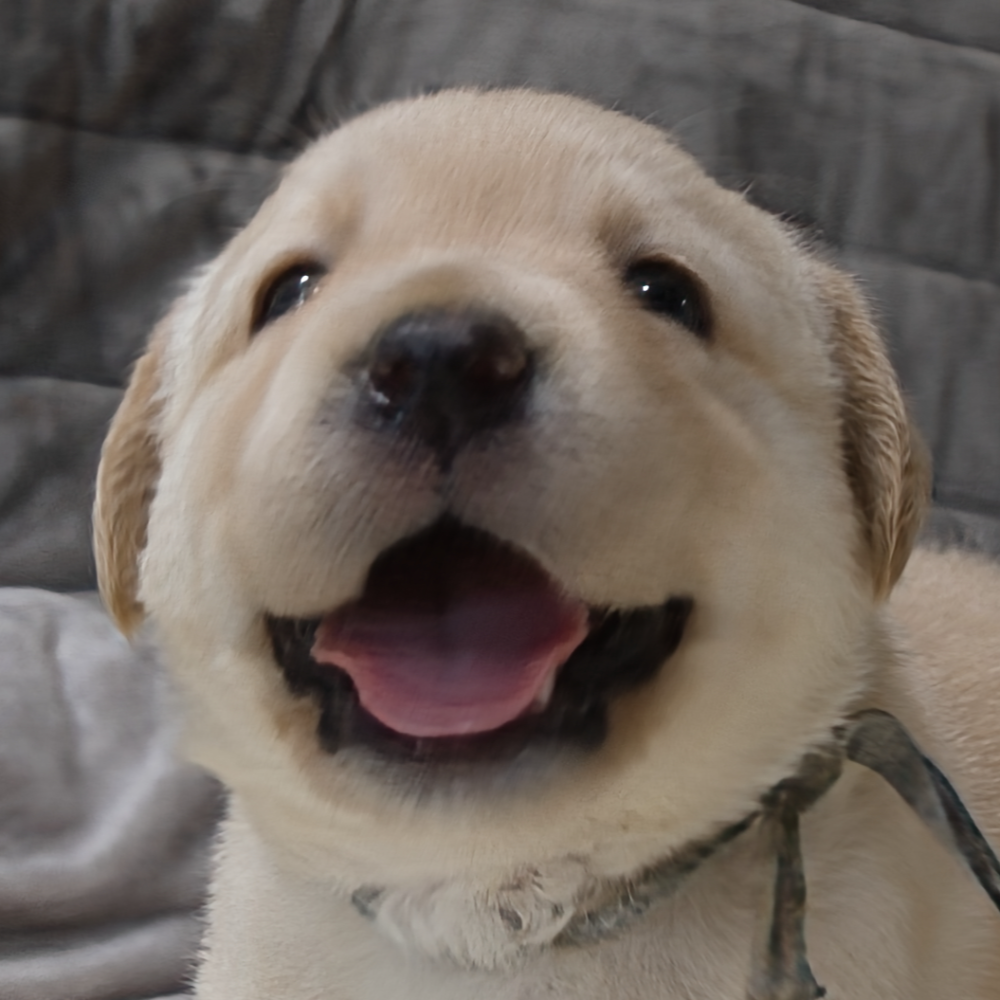 ラブラドール・レトリーバー