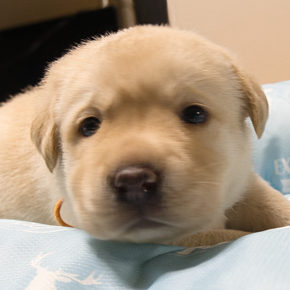 ラブラドール・レトリーバー