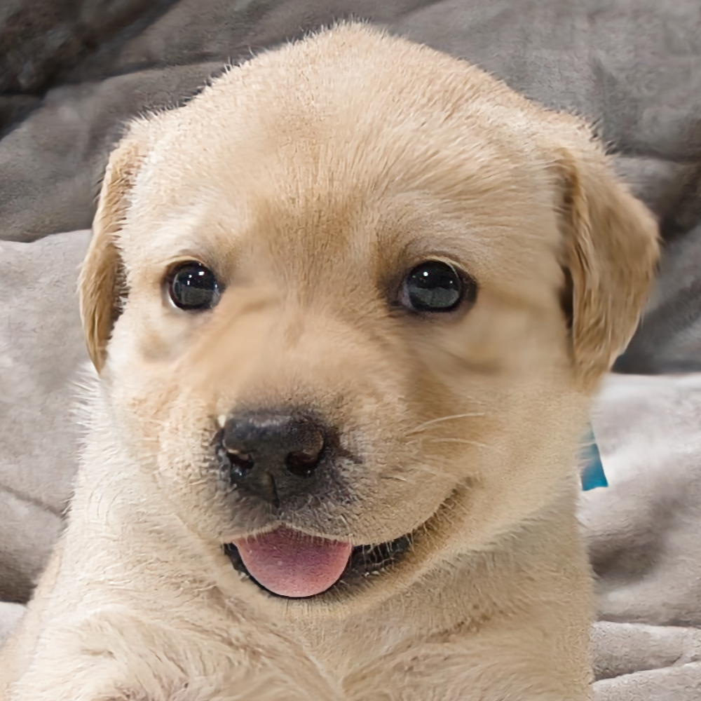 ラブラドール・レトリーバー