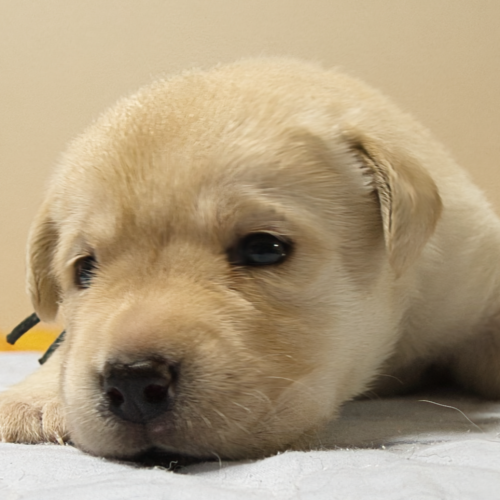 ラブラドール・レトリーバー