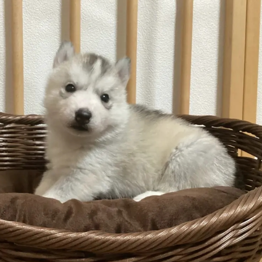 シベリアン・ハスキー