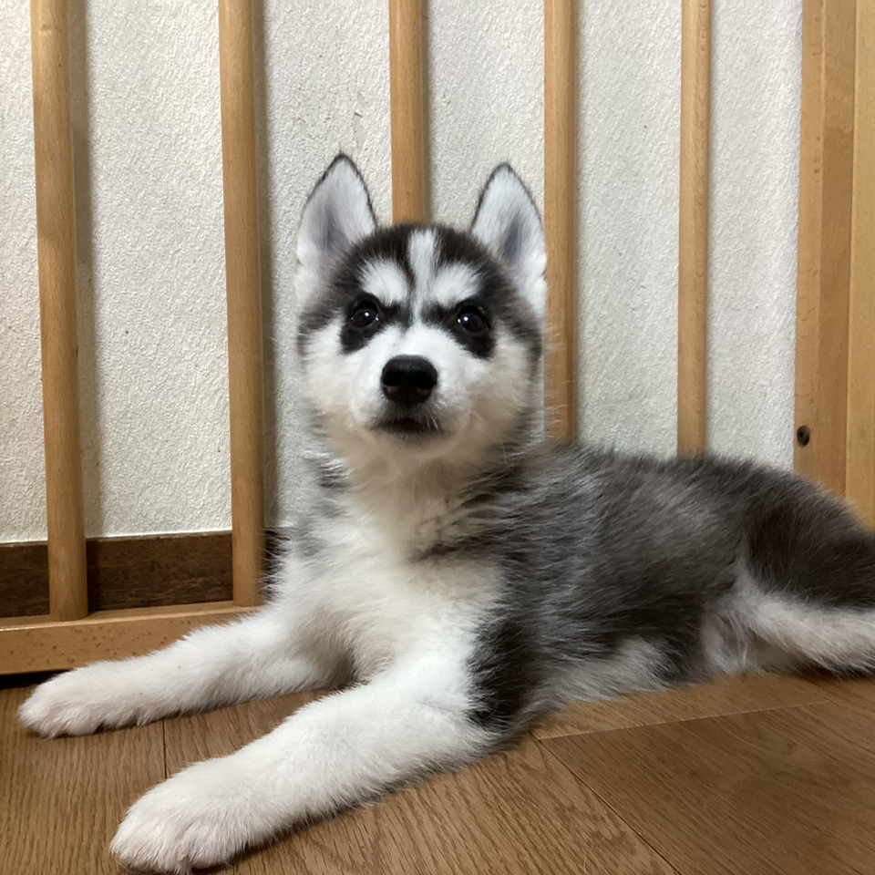 シベリアン・ハスキー