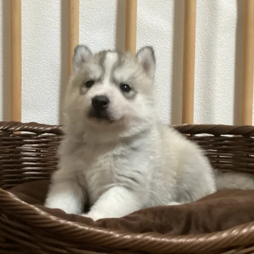 シベリアン・ハスキー